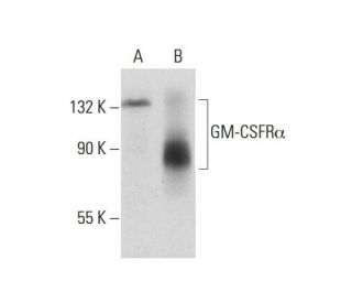 GM-CSFR&alpha; Antibody (E-7) - Western Blotting - Image 127365