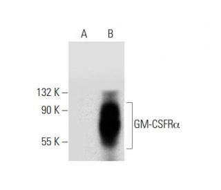 GM-CSFR&alpha; Antibody (G-12) - Western Blotting - Image 312029