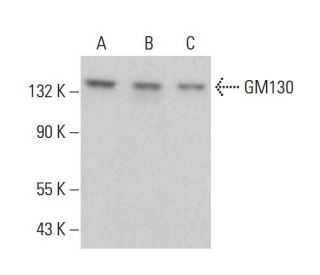 GM130 Antibody (4i375) - Western Blotting - Image 376591 