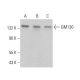 GM130 Antibody (4i375) - Western Blotting - Image 376591 