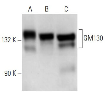 gm130-antibody-b-10-western-
