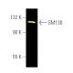 GM130 Antibody (H-7) - Western Blotting - Image 391197