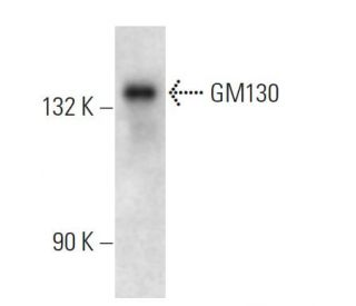 GM130 Antibody (NN 2C10/1) - Western Blotting - Image 12844 