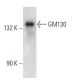 GM130 Antibody (NN 2C10/1) - Western Blotting - Image 12844 