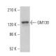 GM130 Antibody (NN 2C10/1) - Western Blotting - Image 378791