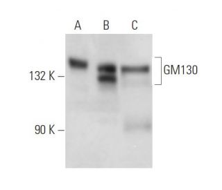 western blotting image from recommended GM130 (H-7) monoclonal antibody replacement. Image 15003