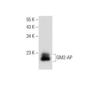 GM2-AP Antibody (E-7) - Western Blotting - Image 319272