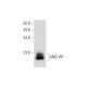 GM2-AP Antibody (E-7) - Western Blotting - Image 319272