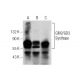 GM2/GD2 Synthase Antibody (C-5) - Western Blotting - Image 156163 