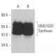 GM2/GD2 Synthase Antibody (C-5) - Western Blotting - Image 359334 