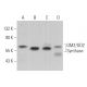 GM2/GD2 Synthase Antibody (C-5) - Western Blotting - Image 364300
