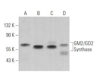 GM2/GD2 Synthase Antibody (C-5) - Western Blotting - Image 364300The Double Nickase Plasmid features a U6 promoter for sgRNA expression, a 20 nt targeting sequence, and a gRNA scaffold to guide Cas9n. It includes a CBh promoter for Cas9n (D10A) and puromycin resistance, GFP for transfection verification, and nuclear localization signals (NLS). The 2A peptide allows co-expression of Cas9n and Puro from a single promoter, enabling precise genome editing with reduced off-target effects. 