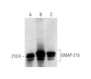 GMAP-210 Antibody (E-2) - Western Blotting - Image 344563 