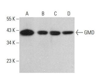 GMD Antibody (C-7) - Western Blotting - Image 382289 