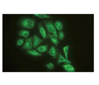 immunofluorescence image from recommended GMF-&beta; (SP-61) monoclonal antibody replacement. Image 64947