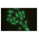 immunofluorescence image from recommended GMF-β (SP-61) monoclonal antibody replacement. Image 64947