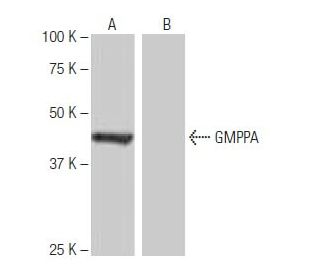 GMPPA Antibody (Y-2D78) - Western Blotting - Image 64949