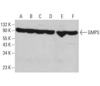 GMPS Antibody (C-5) - Western Blotting - Image 382832 