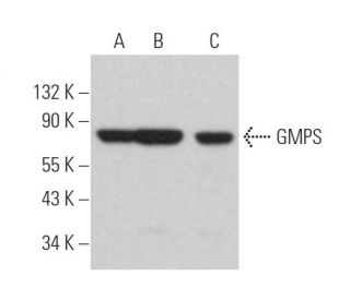 GMPS Antibody (D-5) - Western Blotting - Image 365953 
