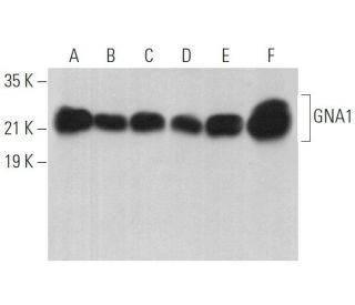 GNA1 Antibody (A-3) - Western Blotting - Image 369423 