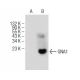 GNA1 Antibody (C-10) - Western Blotting - Image 150994