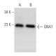 GNA1 Antibody (C-10) - Western Blotting - Image 354273 