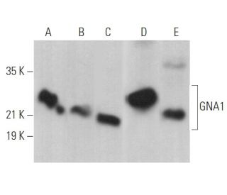 GNA1 Antibody (C-10) - Western Blotting - Image 369416 
