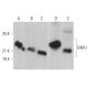 GNA1 Antibody (C-10) - Western Blotting - Image 369416 