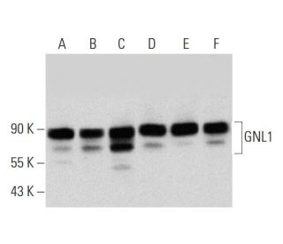 GNL1 Antibody (H-9) - Western Blotting - Image 318581 