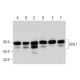 GNL1 Antibody (H-9) - Western Blotting - Image 318581 