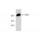 GNL1 Antibody (H-9) - Western Blotting - Image 318582