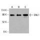 GNL1 Antibody (H-9) - Western Blotting - Image 415656 