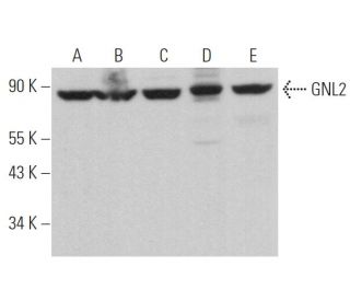 GNL2 Antibody (B-10) - Western Blotting - Image 366597 