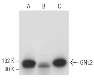 GNL2 Antibody (B-8) - Western Blotting - Image 314592 