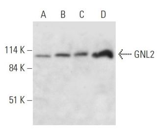 GNL2 Antibody (E-2) - Western Blotting - Image 326526