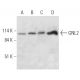 GNL2 Antibody (E-2) - Western Blotting - Image 326526