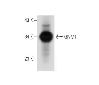 western blotting image from recommended GNMT (A-4) monoclonal antibody replacement. Image 308706