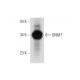 western blotting image from recommended GNMT (A-4) monoclonal antibody replacement. Image 308706