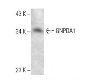 GNPDA1 Antibody (237CT2.5.2) - Western Blotting - Image 374560