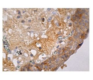 GnRH I Antibody (A-4) - Immunohistochemistry - Image 161043 