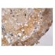 GnRH I Antibody (A-4) - Immunohistochemistry - Image 161043 
