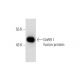 GnRH I Antibody (A-4) - Western Blotting - Image 131159