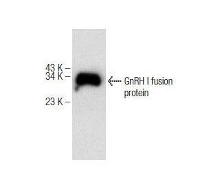 GnRH I Antibody (C-9) - Western Blotting - Image 146454