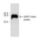 GnRH I Antibody (C-9) - Western Blotting - Image 146454