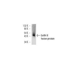 GnRH II Antibody (B-9) - Western Blotting - Image 12828
