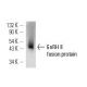 GnRH II Antibody (B-9) - Western Blotting - Image 12828