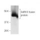 GnRH II Antibody (D-9) - Western Blotting - Image 6171 