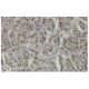 GnT-IVA Antibody (M-71) - Immunohistochemistry - Image 36157