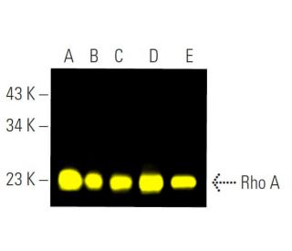 Rho A (26C4): sc-418. Fluorescent western blot analysis of Rho A expression in BJAB (A), CCRF-CEM (B), NAMALWA (C), Raji ( 