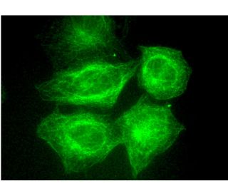 Tubulin (B-7): sc -5286. Immunofluorescence detection of α Tubulin in formalin-fixed HeLa cells showing cytoskeletal local 